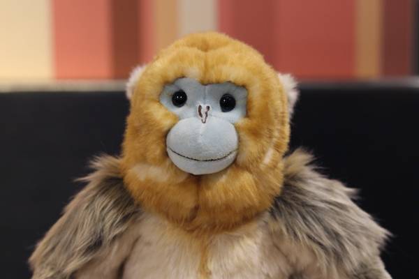 30CM Lifelike Sitting Golden Monkey Stuffed Animal Toys Real Like Soft Snub-nosed Monkey Plush Toy Gifts